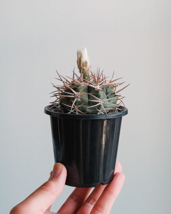 ギムノカリキウム•フェロシオール Gymnocalycium ferocior f14fa2a5b0a4c2e1bb9692f4988c4c