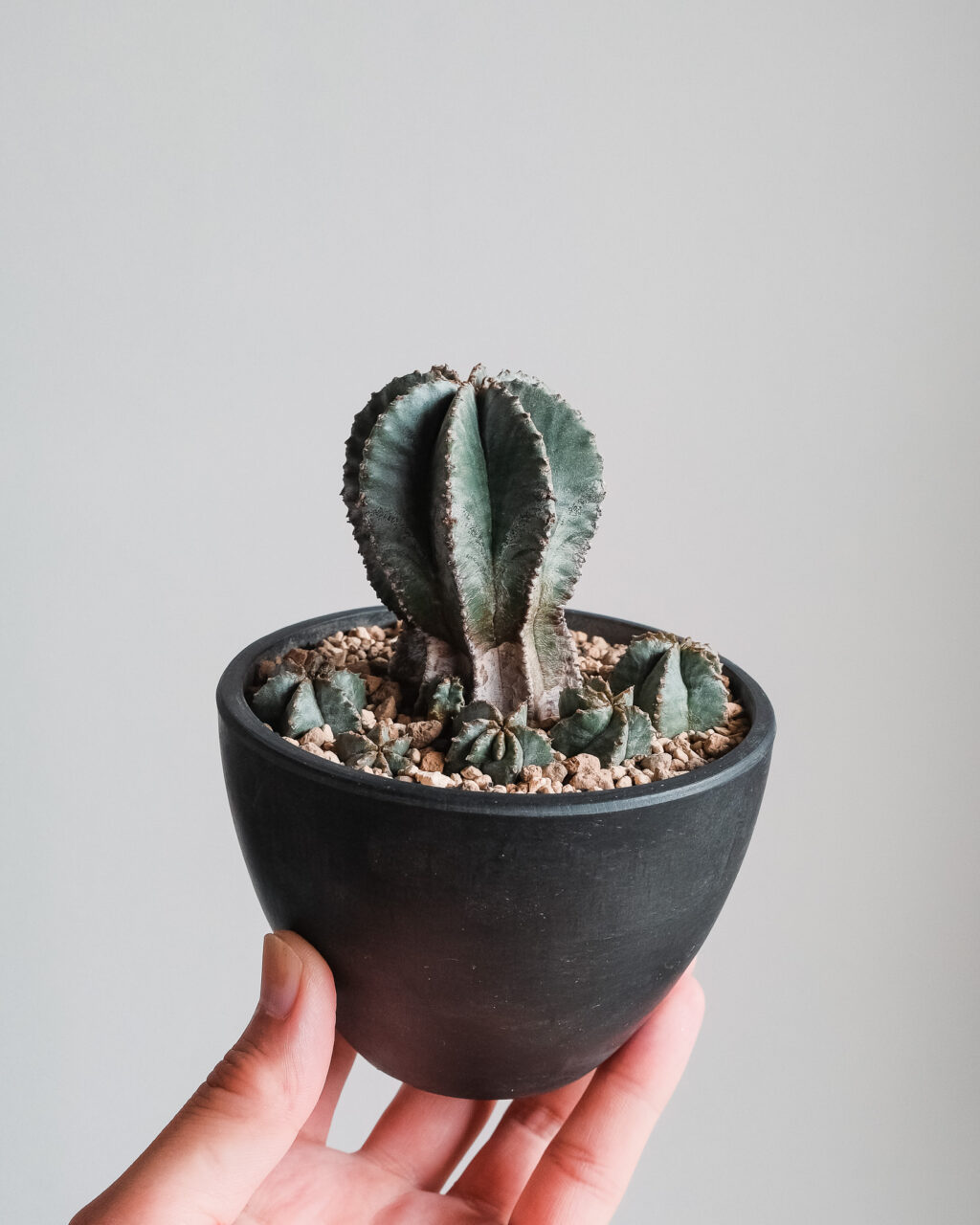 ユーフォルビア　ホリダ marvistaポット】ユーフォルビア・ホリダ x アノプリア ハイブリッド