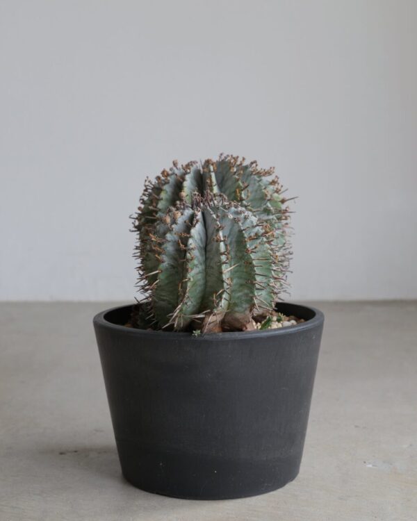 大株・双頭】白衣 ユーフォルビア・ホリダ Euphorbia horrida - HANS