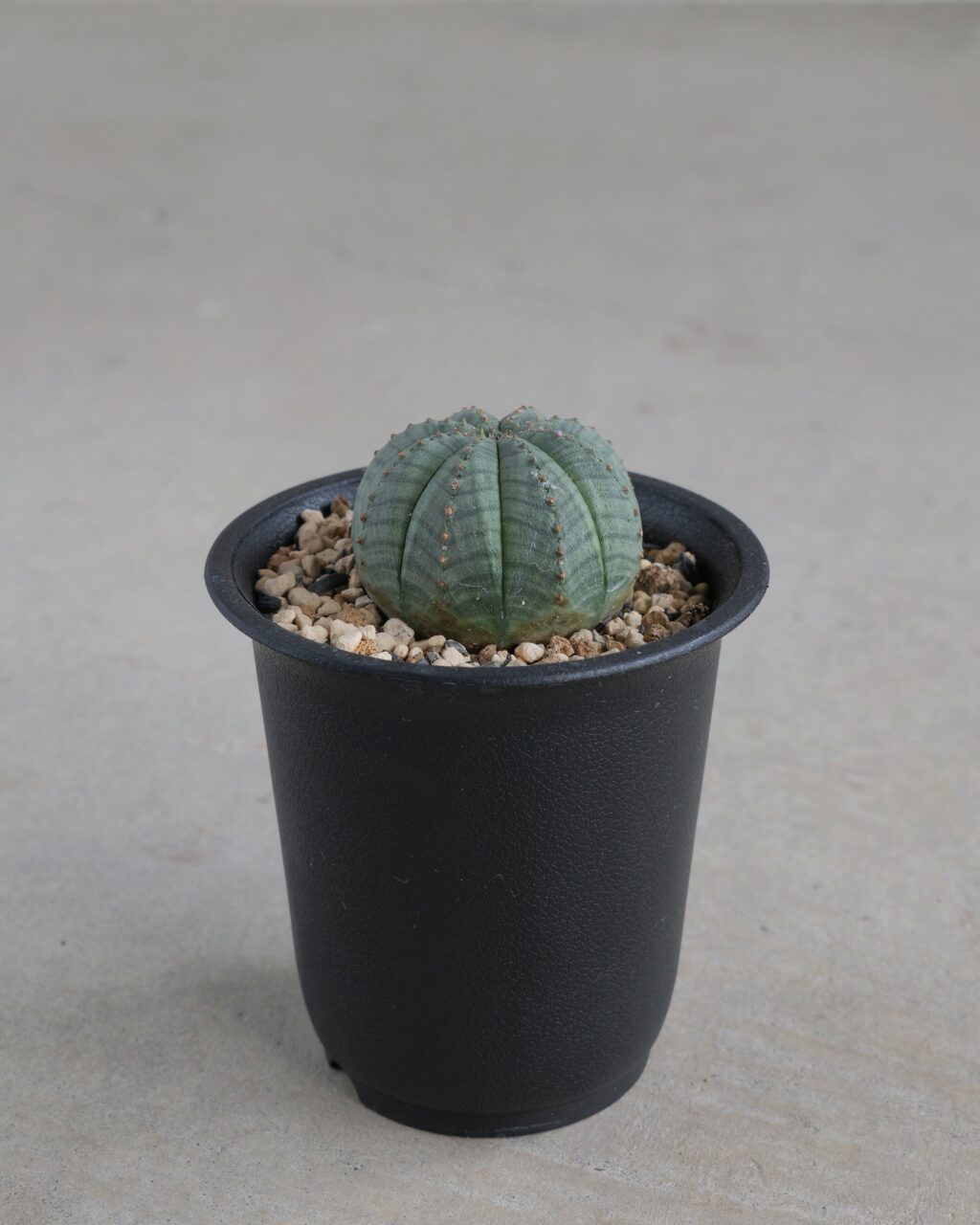 丸形】ユーフォルビア・オベサ Euphorbia obesa - HANS 多肉植物