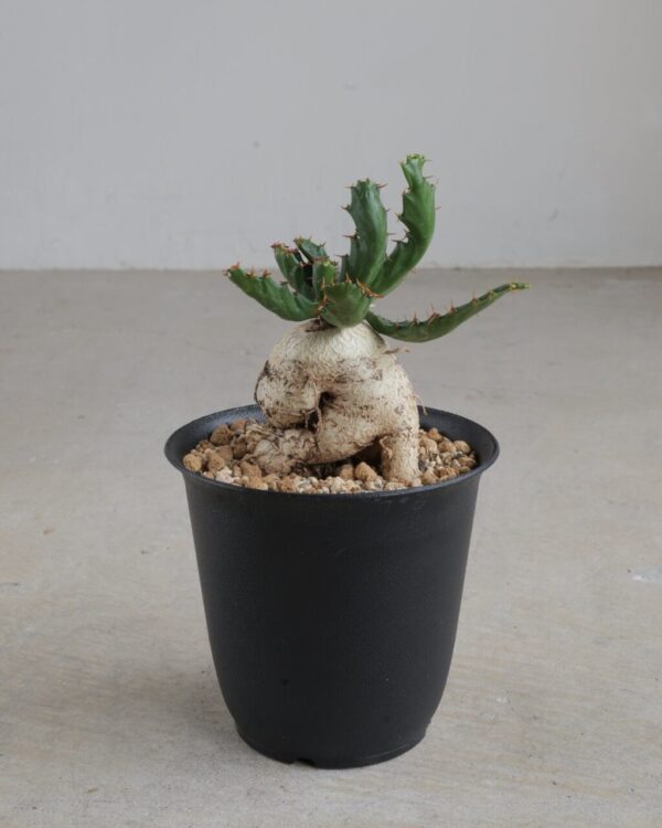 Euphorbia stellata ユーフォルビア ステラータ 飛竜 種子 50粒