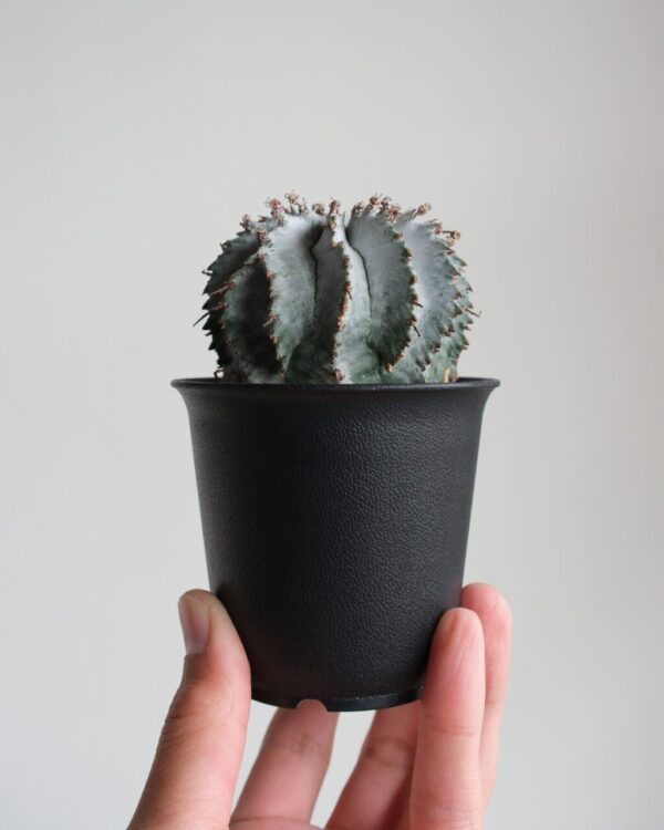 白衣 ユーフォルビア・ホリダ Euphorbia horrida - HANS 多肉植物と