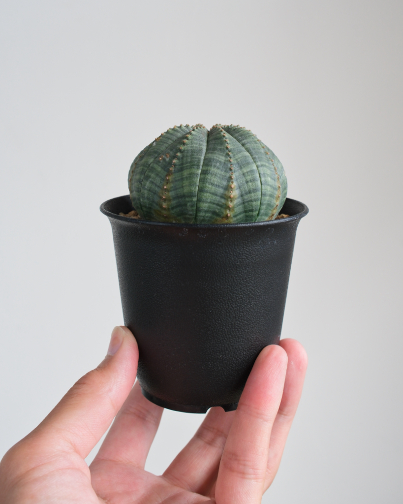 丸型】ユーフォルビア・オベサ 中株 Euphorbia obesa - HANS