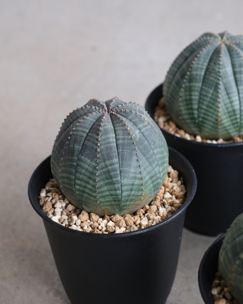 丸型】ユーフォルビア・オベサ 中株 Euphorbia obesa - HANS