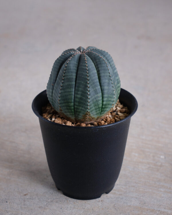 【やま形】ユーフォルビア・オベサ 中株 Euphorbia obesa