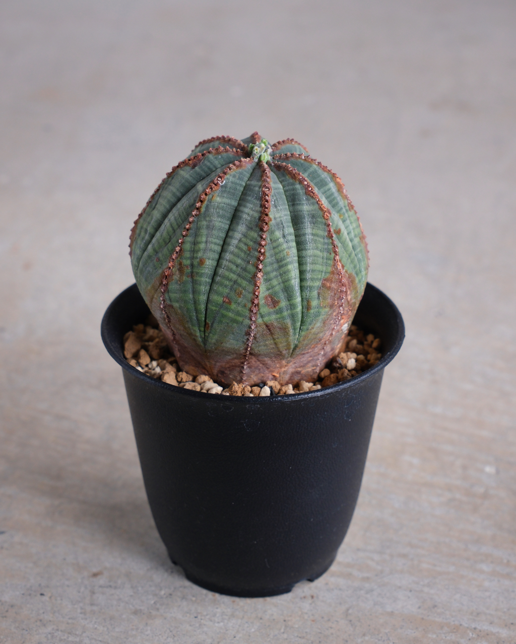 至高のオベサ オールドオベサ ユーフォルビア 至高のオベサ オールドオベサ ユーフォルビア