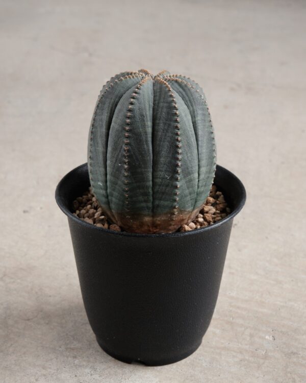 【縦長】ユーフォルビア・オベサ 中株 Euphorbia obesa