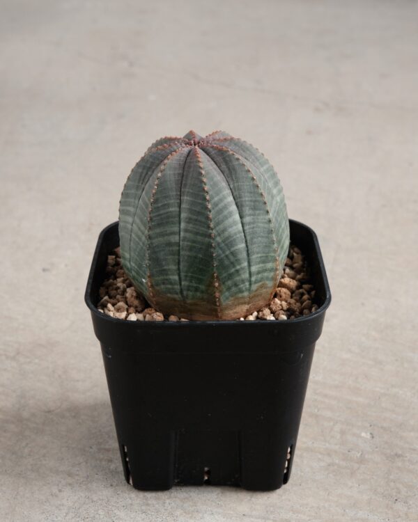 【丸形】ユーフォルビア・オベサ 中株 Euphorbia obesa