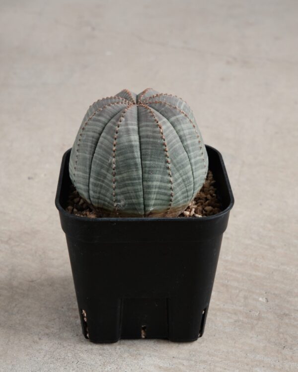 【丸形】ユーフォルビア・オベサ 中株 Euphorbia obesa