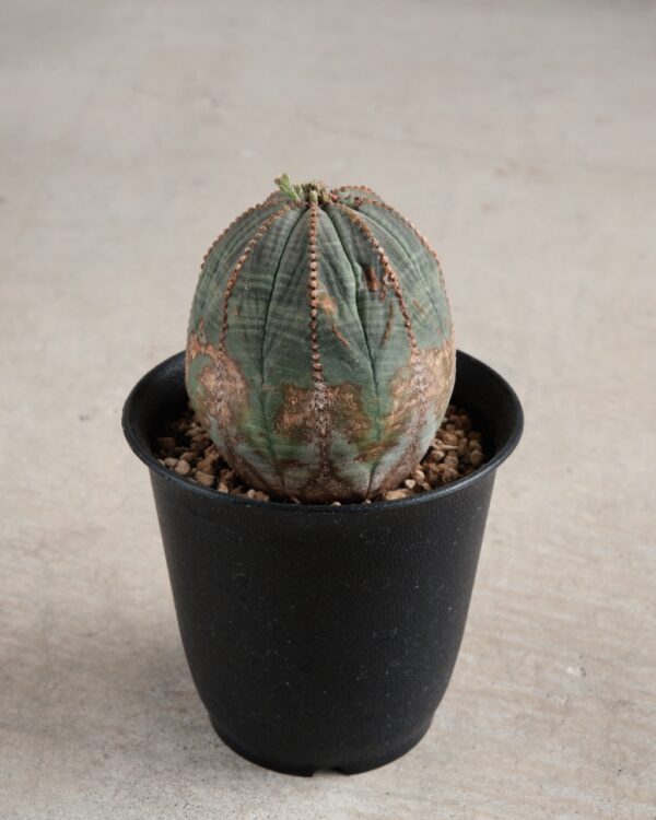 【オールド】ユーフォルビア・オベサ Euphorbia obesa