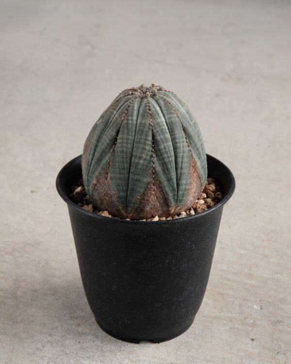 【オールド】ユーフォルビア・オベサ Euphorbia obesa