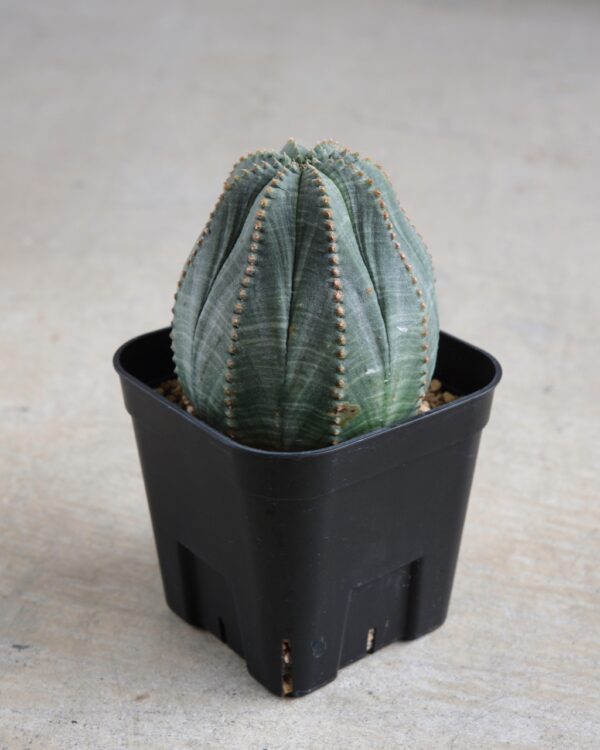 【丸形】ユーフォルビア・オベサ 中株 Euphorbia obesa