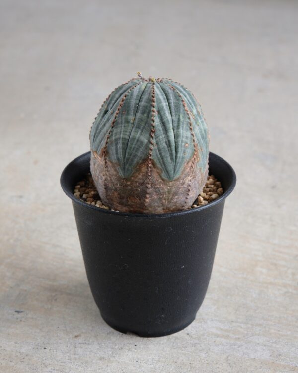 【オールド】ユーフォルビア・オベサ Euphorbia obesa