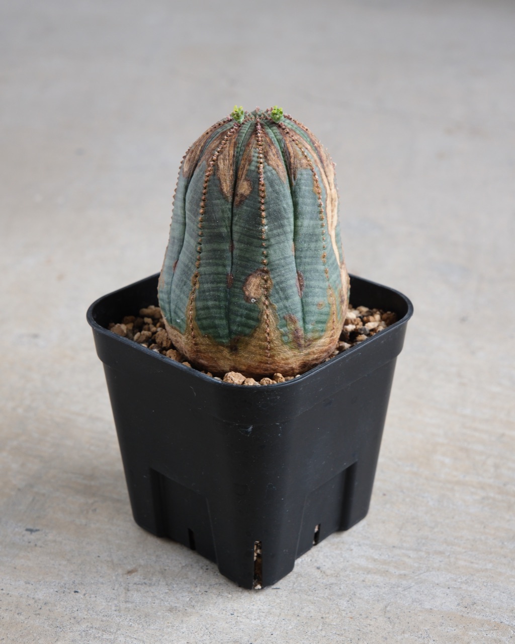 【オールド】ユーフォルビア・オベサ Euphorbia obesa - 画像 (2)