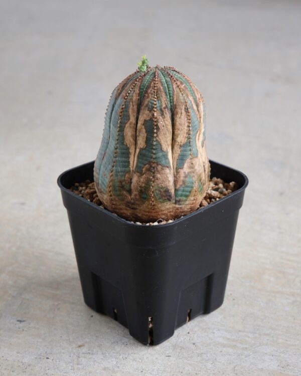 【オールド】ユーフォルビア・オベサ Euphorbia obesa