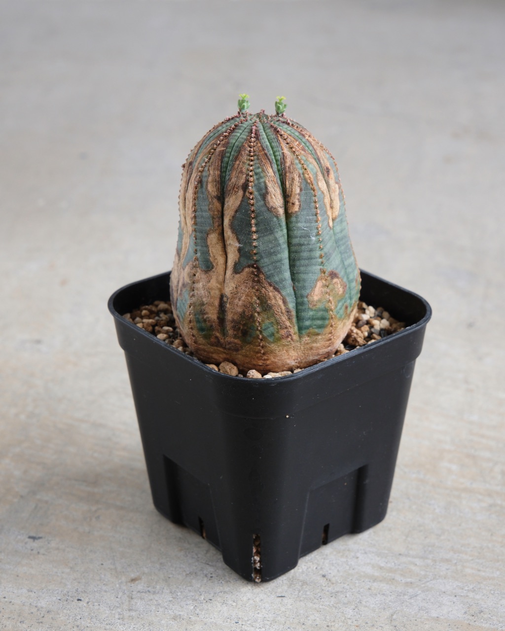 【オールド】ユーフォルビア・オベサ Euphorbia obesa - 画像 (3)