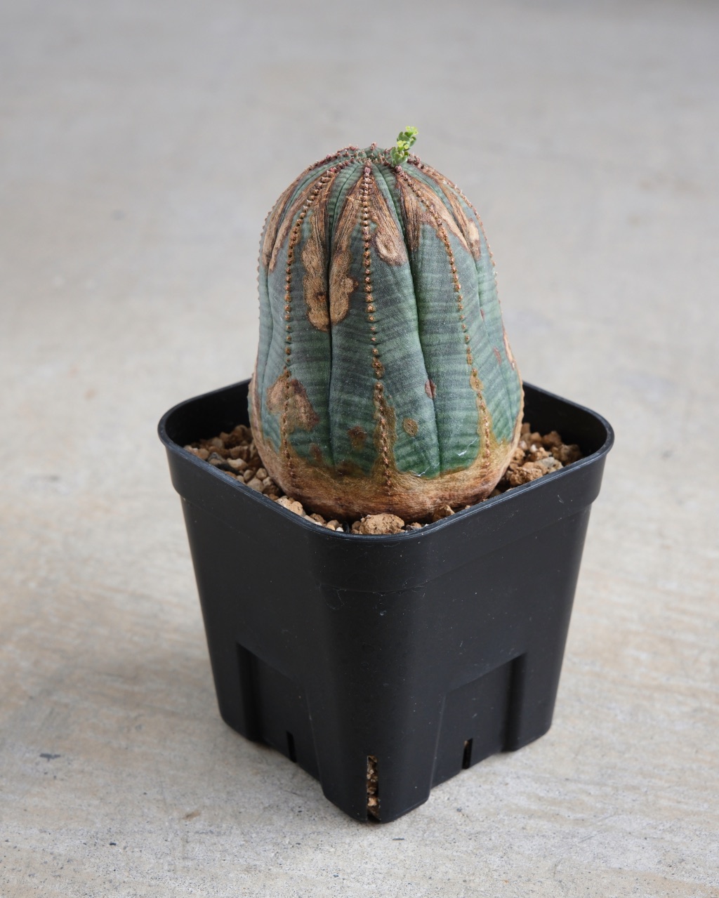 【オールド】ユーフォルビア・オベサ Euphorbia obesa - 画像 (4)
