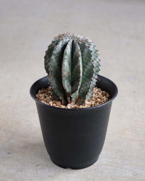 ユーフォルビア・ホリダ Euphorbia horrida