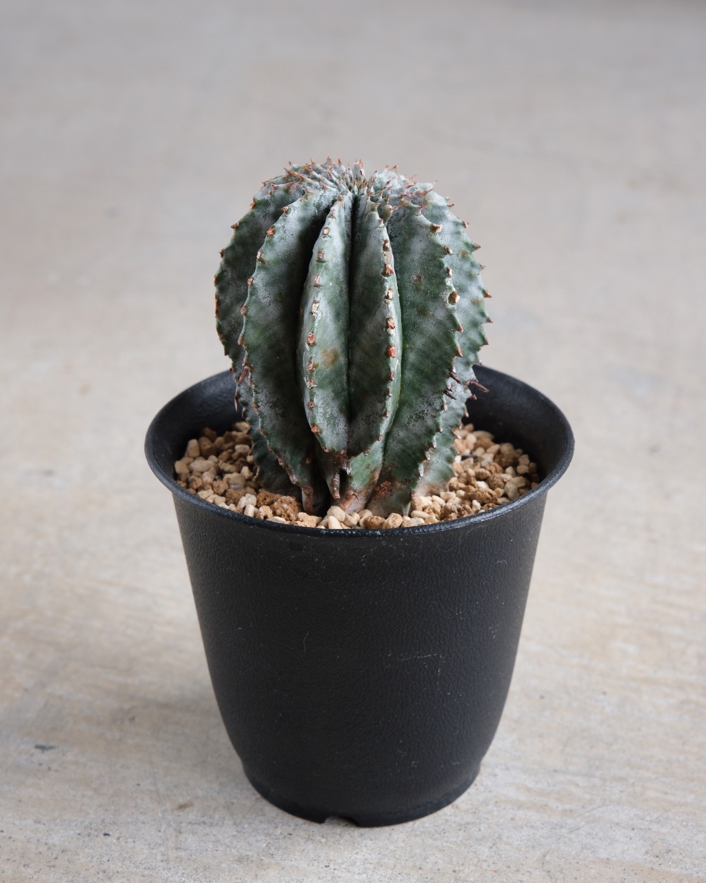 ユーフォルビア・ホリダ Euphorbia horrida