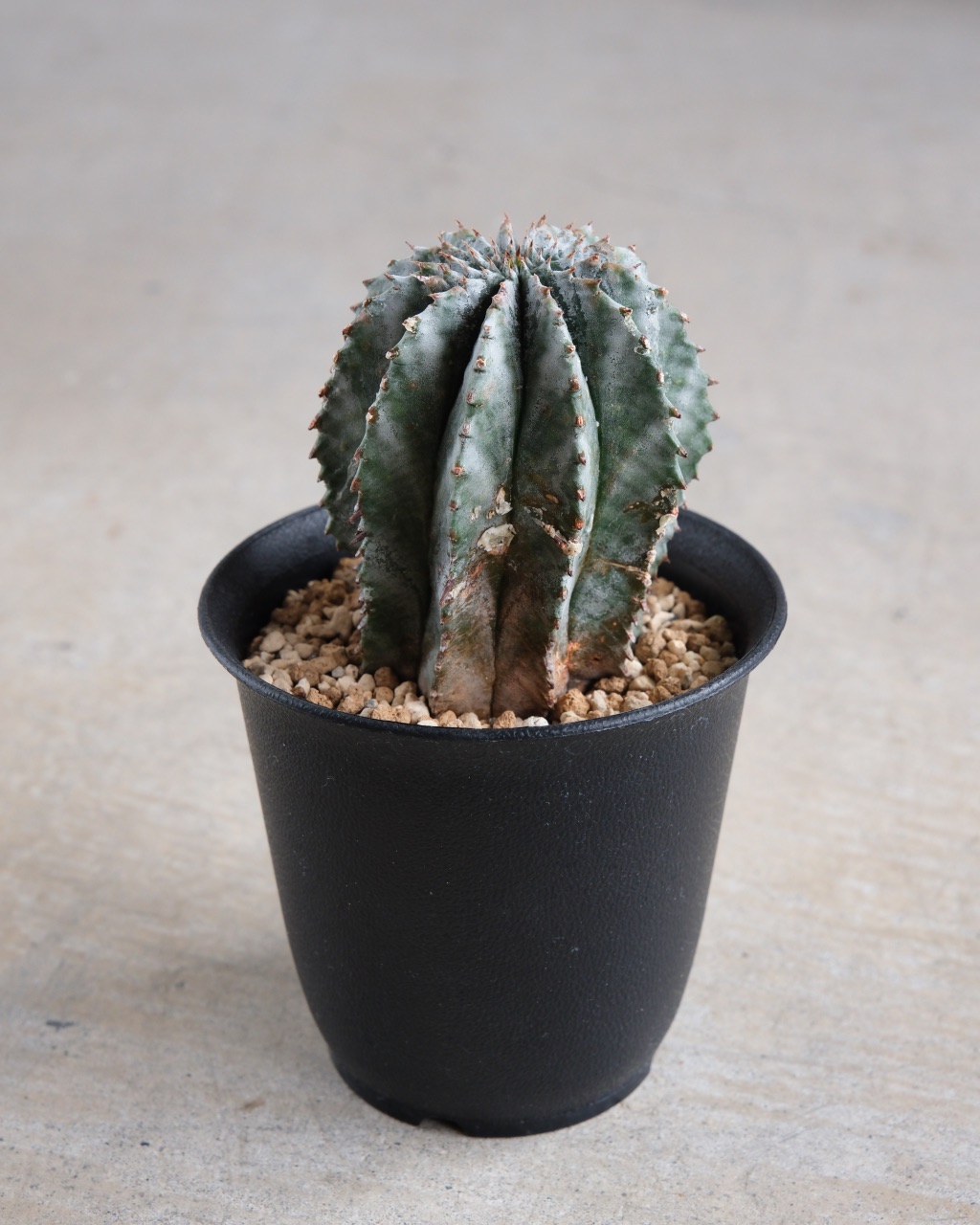 ユーフォルビア・ホリダ Euphorbia horrida - 画像 (2)