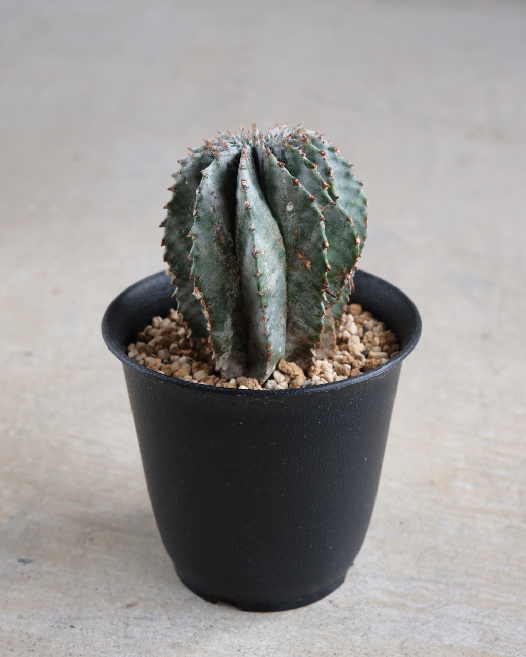 ユーフォルビア・ホリダ Euphorbia horrida - 画像 (3)