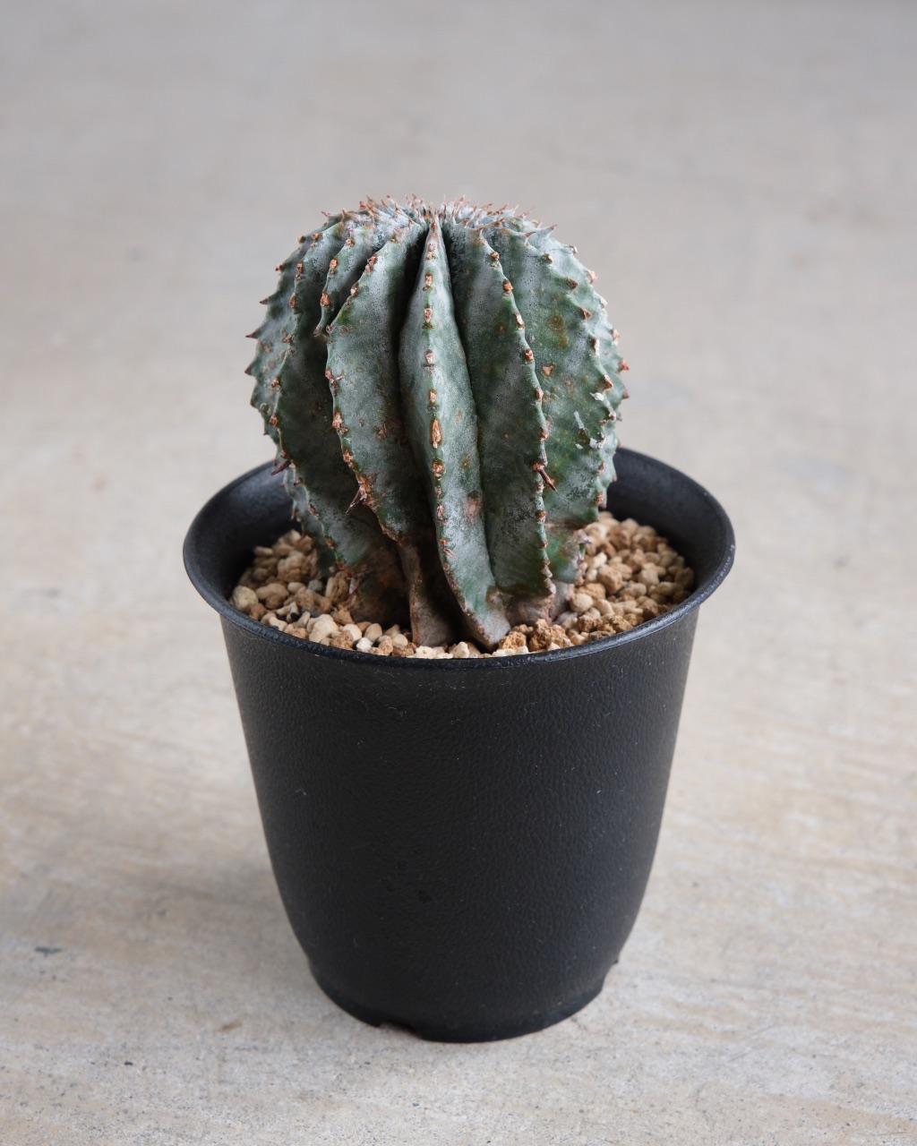 ユーフォルビア・ホリダ Euphorbia horrida - 画像 (4)