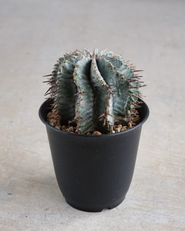 ユーフォルビア・ホリダ Euphorbia horrida