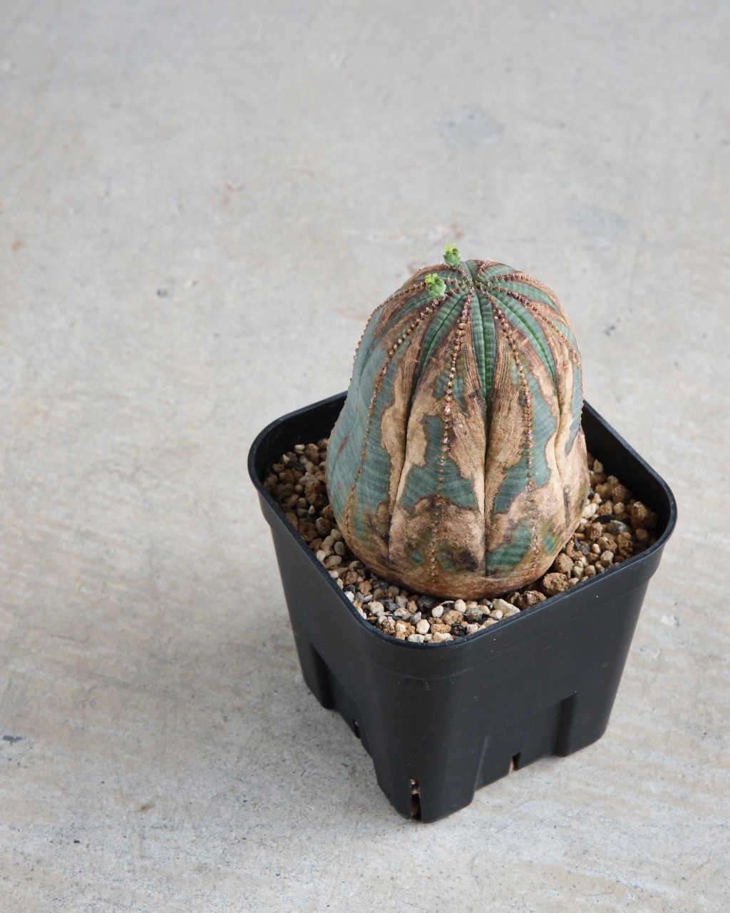 【オールド】ユーフォルビア・オベサ Euphorbia obesa - 画像 (5)