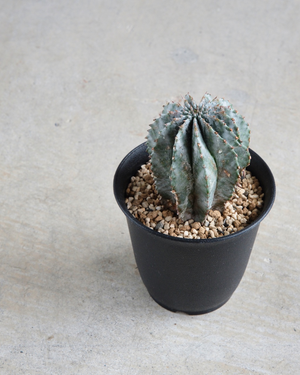 ユーフォルビア・ホリダ Euphorbia horrida - 画像 (5)