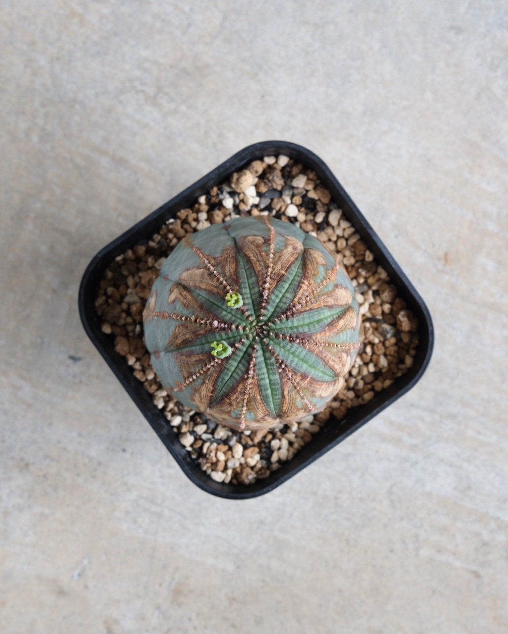 【オールド】ユーフォルビア・オベサ Euphorbia obesa - 画像 (6)