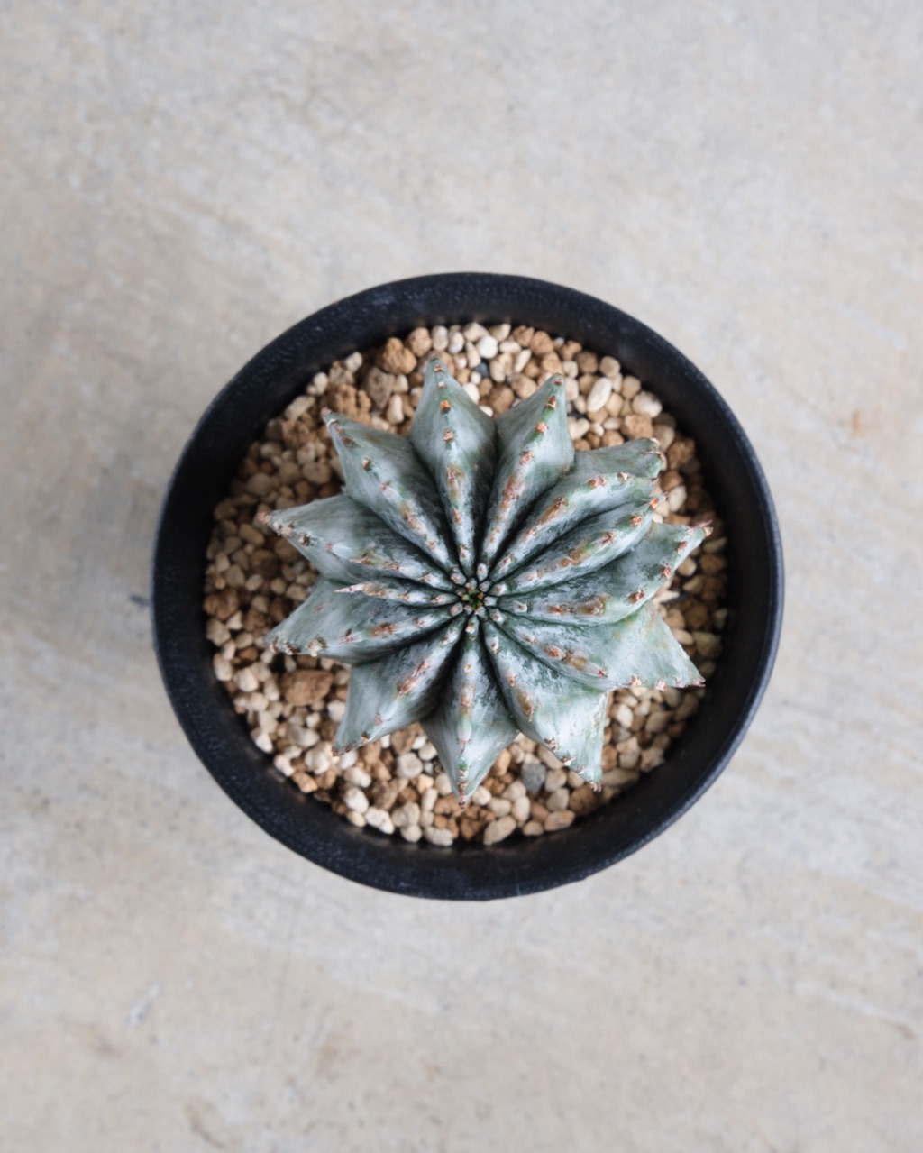 ユーフォルビア・ホリダ Euphorbia horrida - 画像 (6)