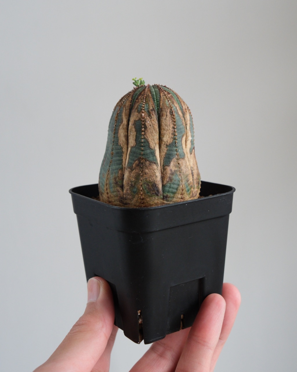 【オールド】ユーフォルビア・オベサ Euphorbia obesa - 画像 (7)