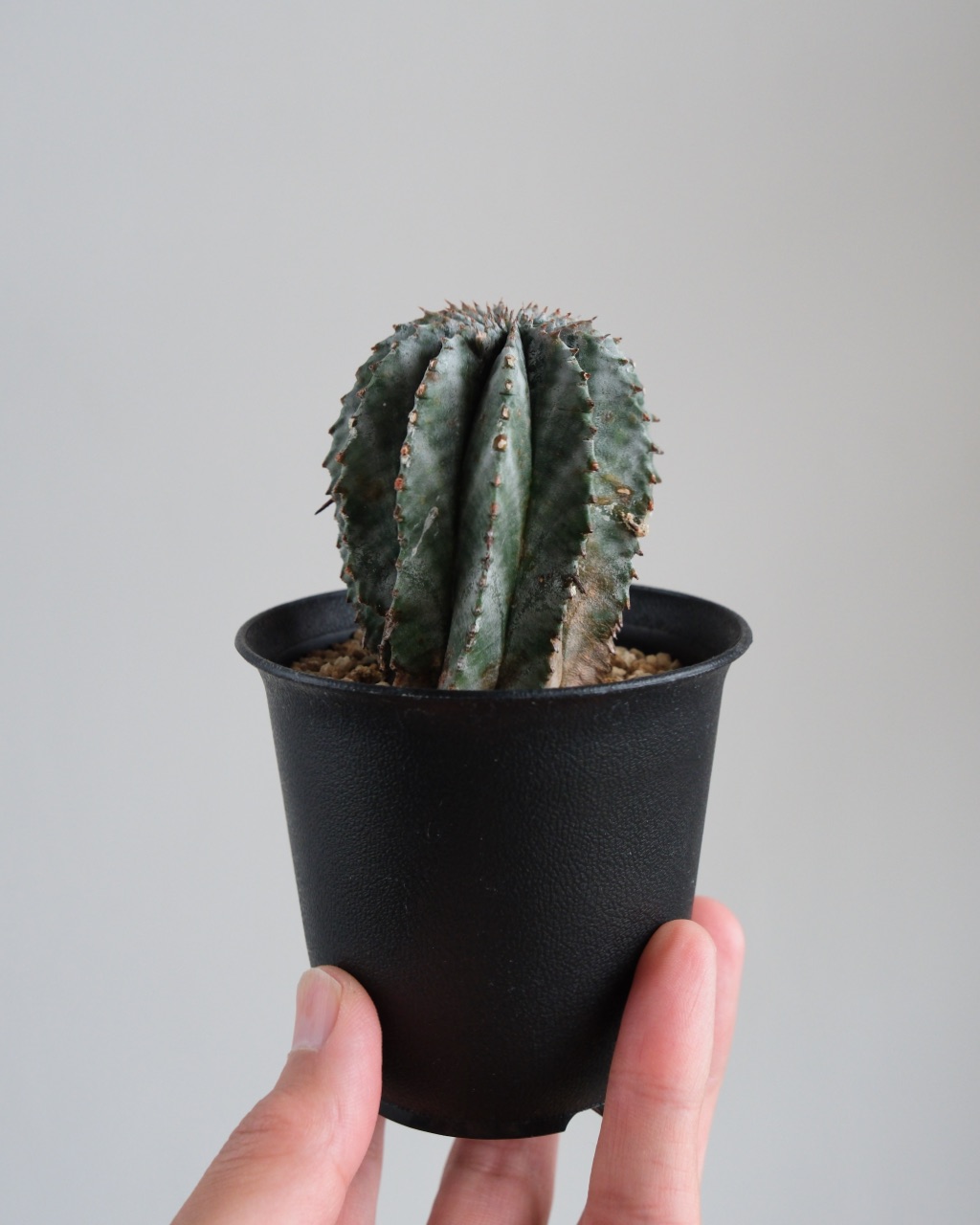 ユーフォルビア・ホリダ Euphorbia horrida - 画像 (7)
