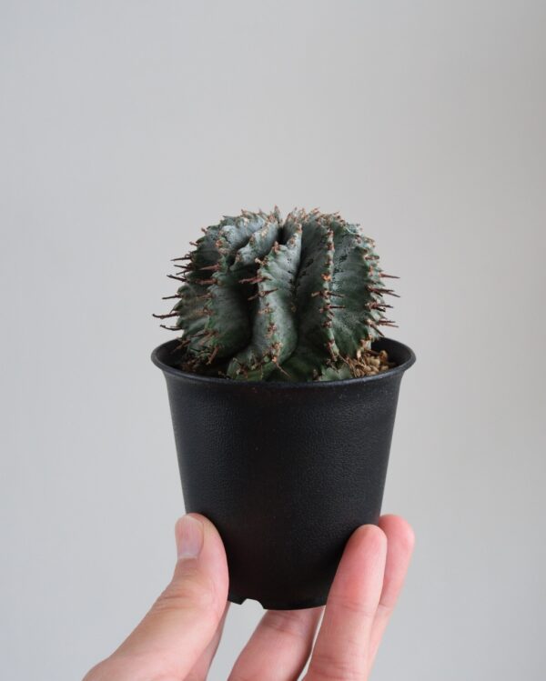 ユーフォルビア・ホリダ Euphorbia horrida - HANS 多肉植物とサボテン