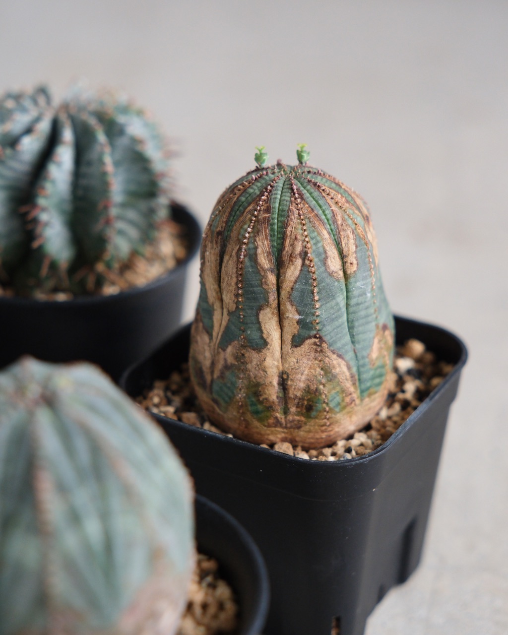 【オールド】ユーフォルビア・オベサ Euphorbia obesa - 画像 (8)