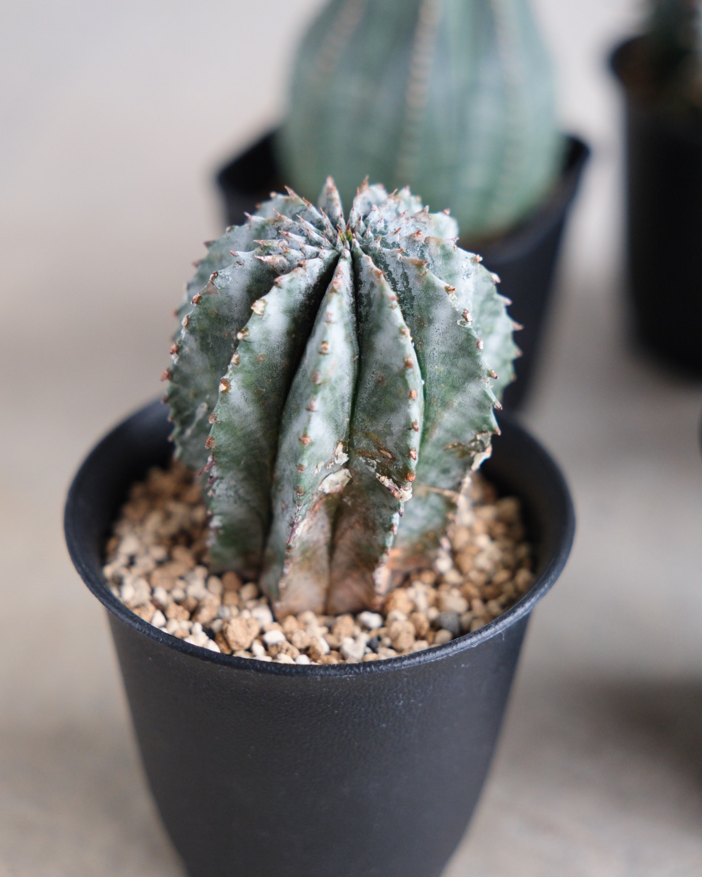 ユーフォルビア・ホリダ Euphorbia horrida - 画像 (8)