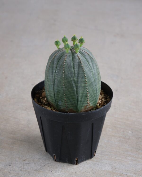 【釣鐘型】ユーフォルビア・オベサ 中株 Euphorbia obesa