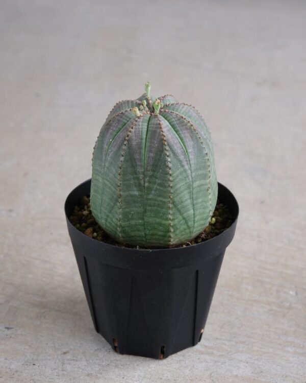 【釣鐘型】ユーフォルビア・オベサ 中株 Euphorbia obesa