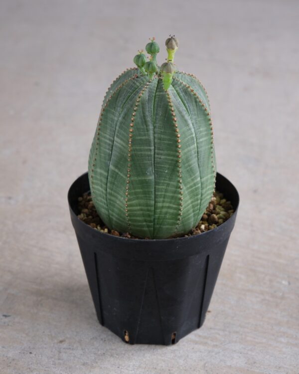 【釣鐘型】ユーフォルビア・オベサ 中株 Euphorbia obesa