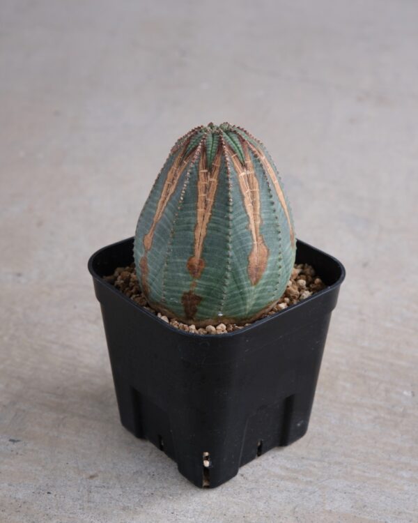 【オールド】ユーフォルビア・オベサ Euphorbia obesa