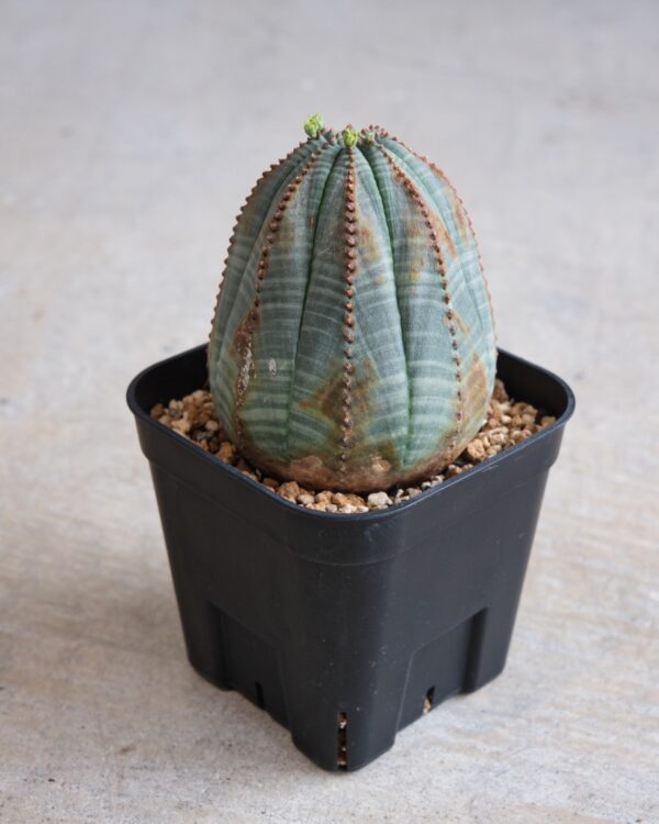 【矢印模様】ユーフォルビア・オベサ Euphorbia obesa