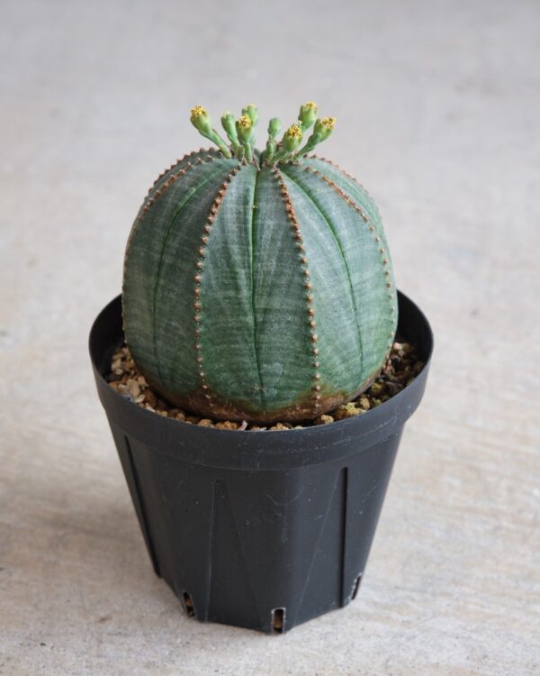 【丸型】ユーフォルビア・オベサ 中株 Euphorbia obesa