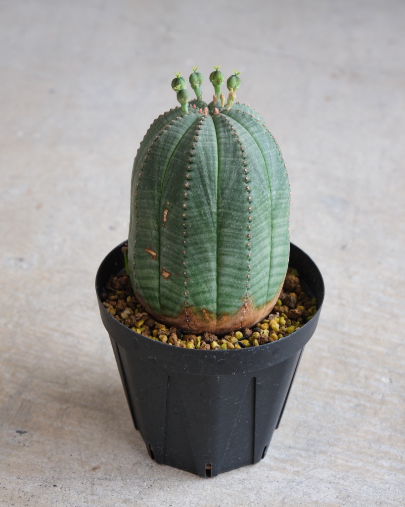 【釣鐘型】ユーフォルビア・オベサ 中株 Euphorbia obesa