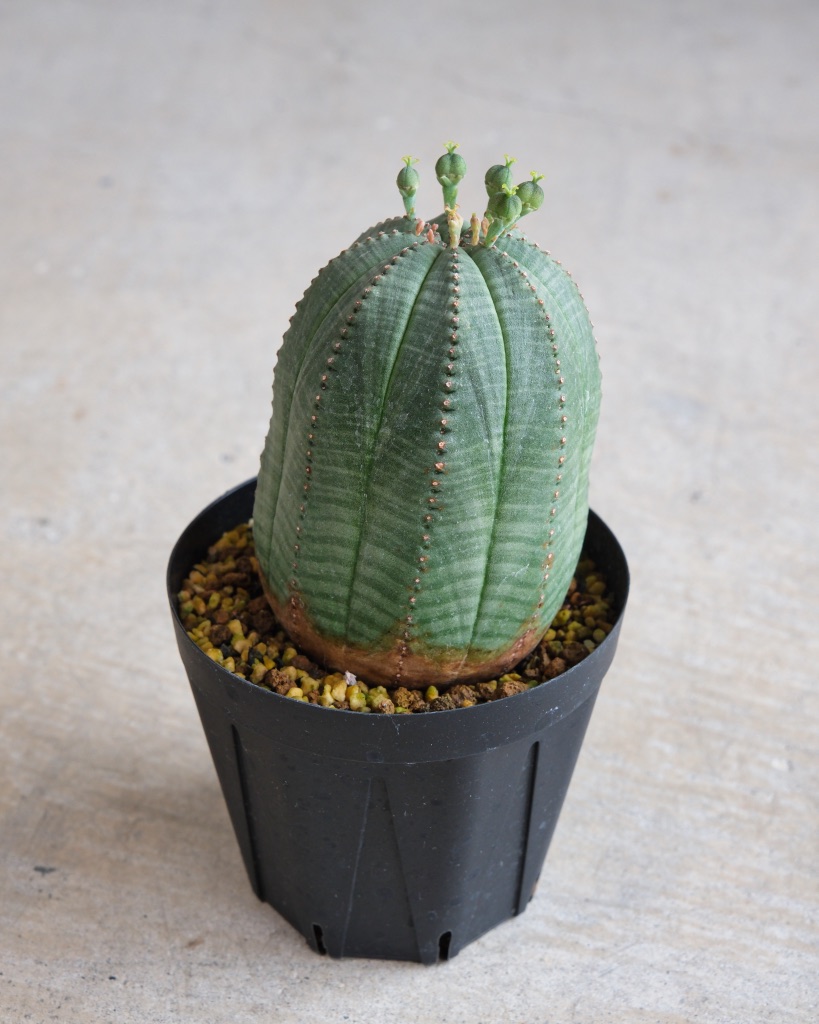 【釣鐘型】ユーフォルビア・オベサ 中株 Euphorbia obesa - 画像 (2)