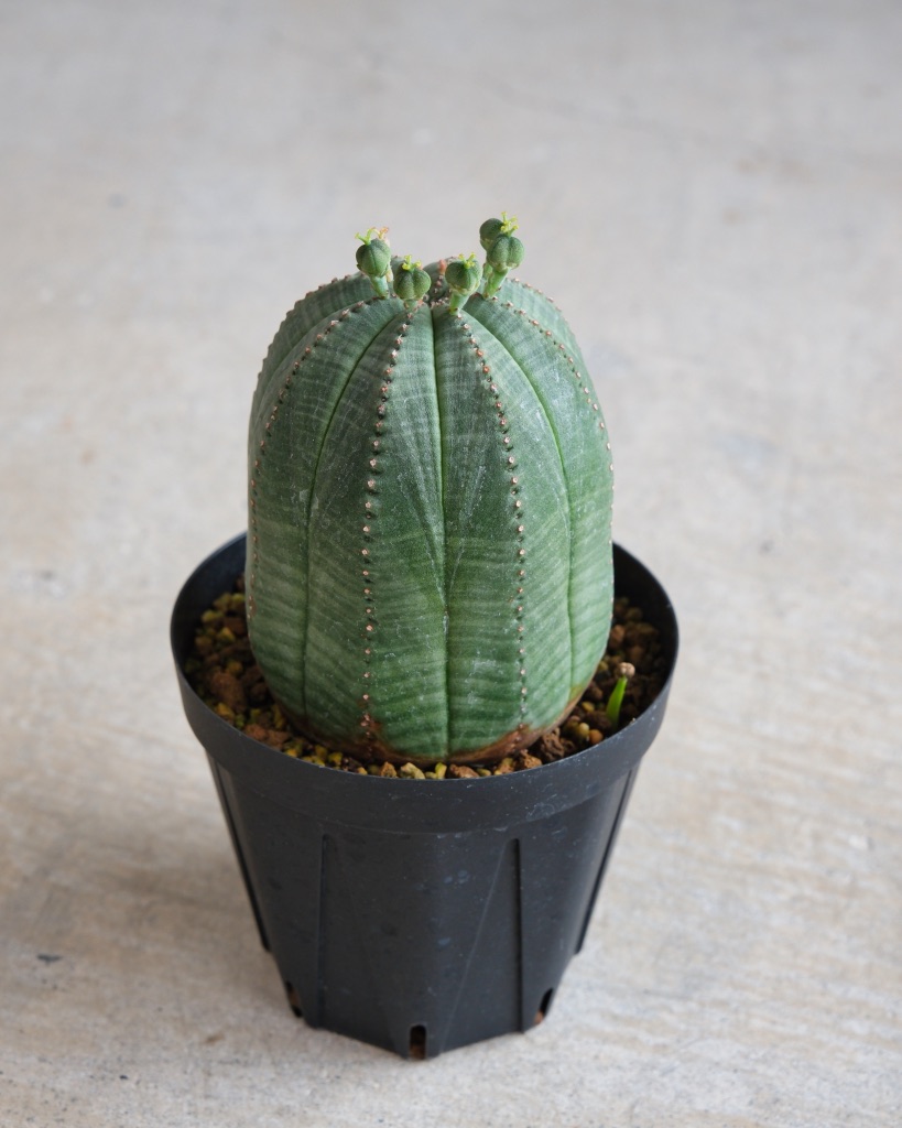 【釣鐘型】ユーフォルビア・オベサ 中株 Euphorbia obesa - 画像 (3)