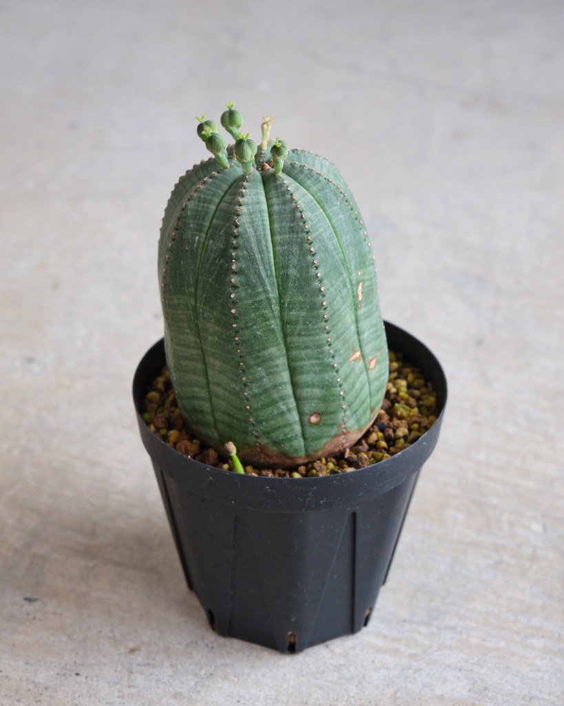 【釣鐘型】ユーフォルビア・オベサ 中株 Euphorbia obesa - 画像 (4)
