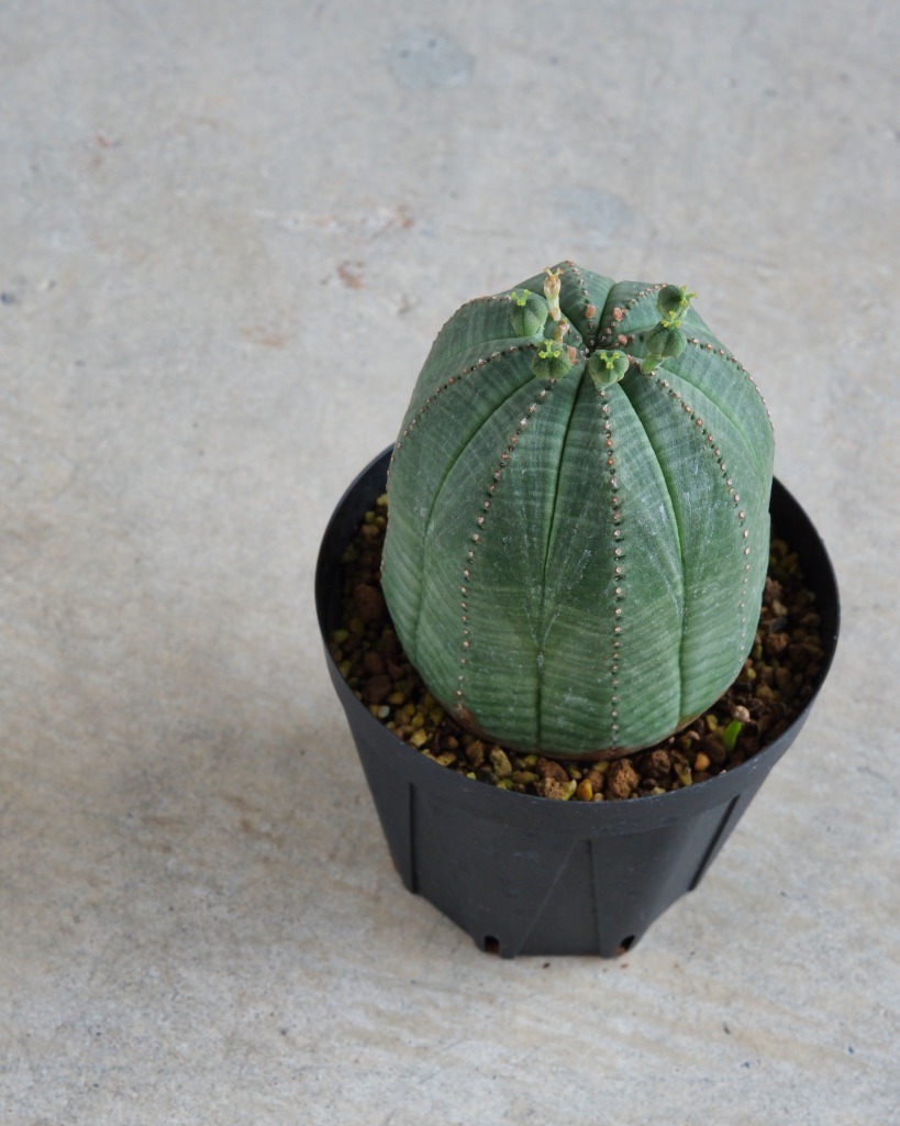【釣鐘型】ユーフォルビア・オベサ 中株 Euphorbia obesa - 画像 (5)