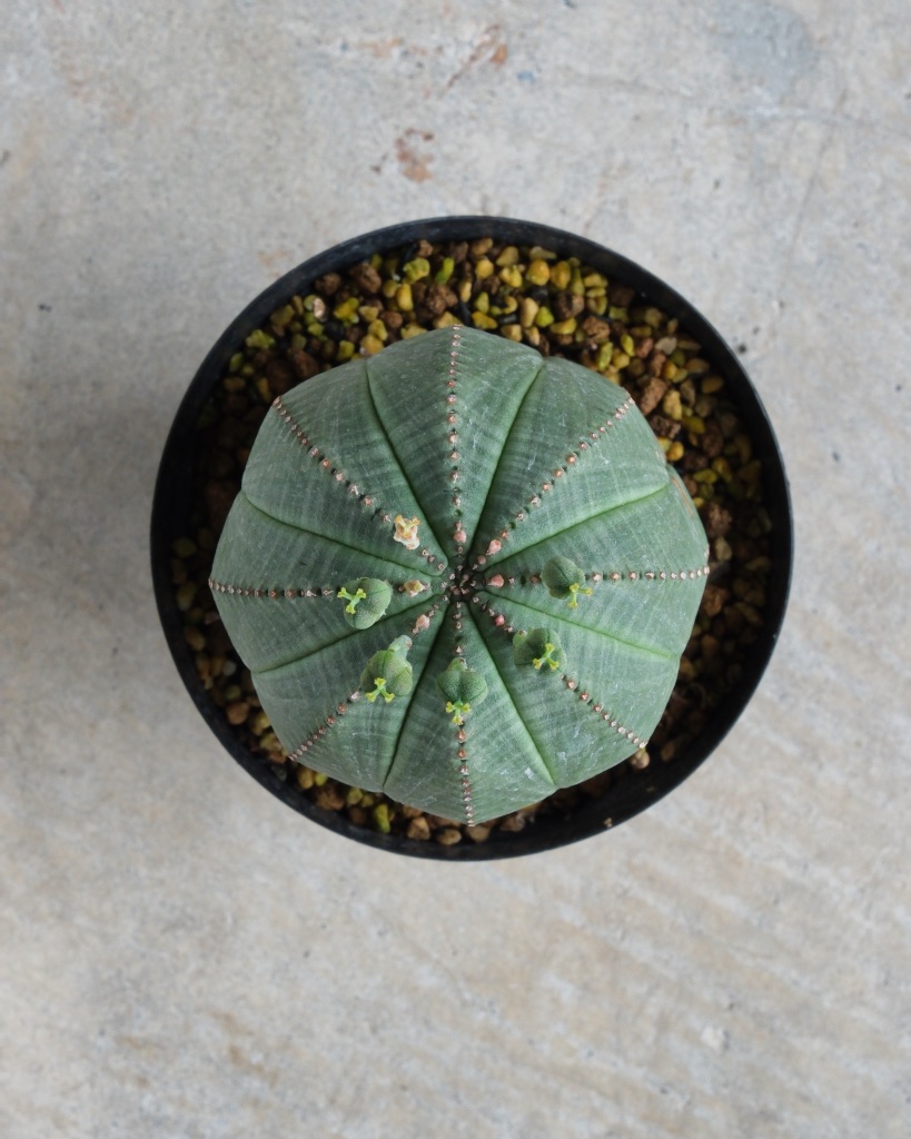 【釣鐘型】ユーフォルビア・オベサ 中株 Euphorbia obesa - 画像 (6)