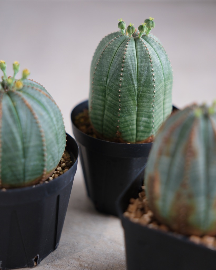 【釣鐘型】ユーフォルビア・オベサ 中株 Euphorbia obesa - 画像 (8)