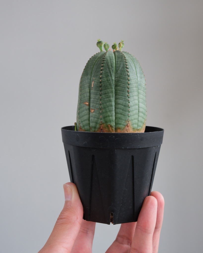 【釣鐘型】ユーフォルビア・オベサ 中株 Euphorbia obesa - 画像 (7)